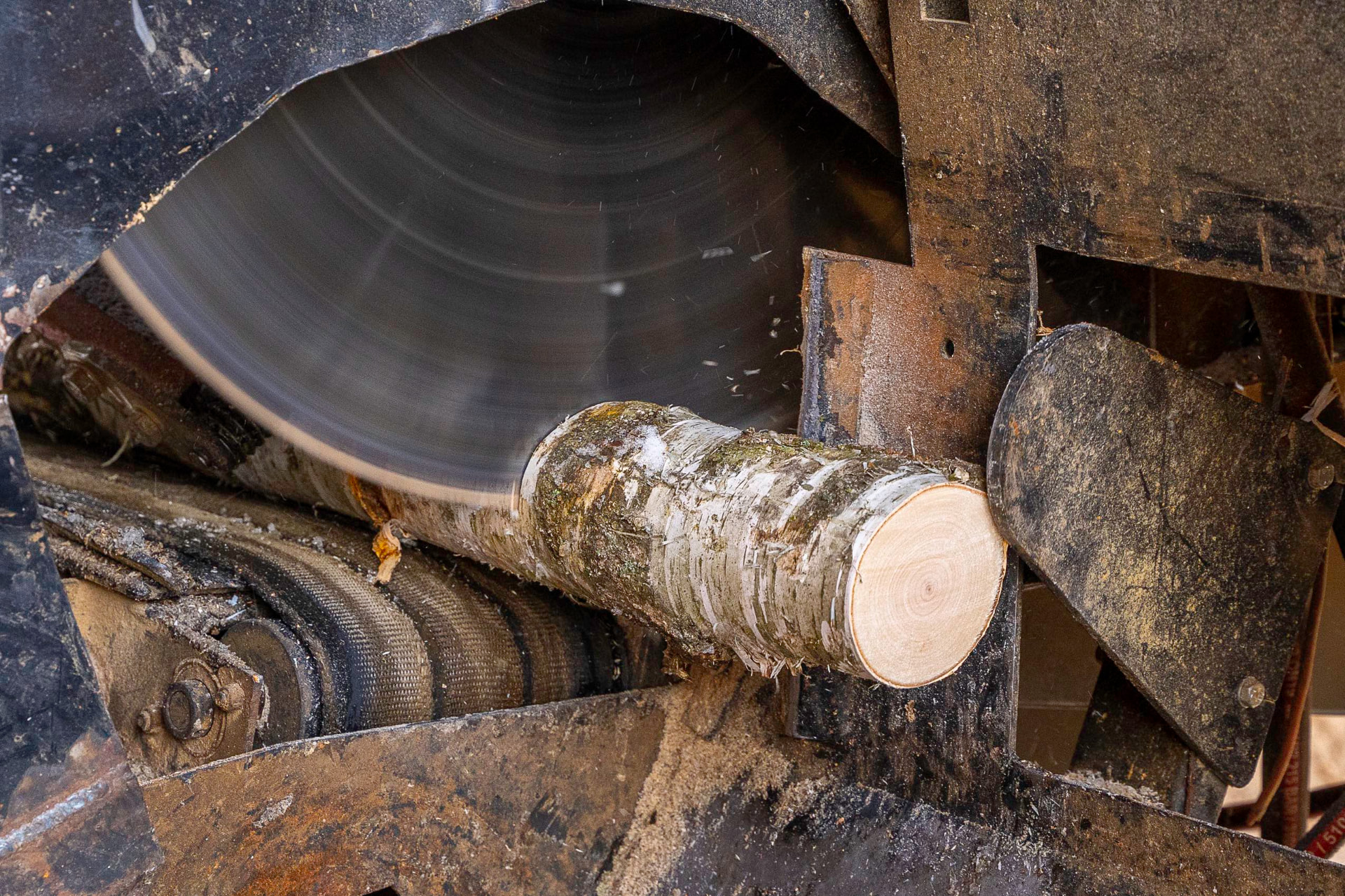 Round birch log being cross-cut on the Tervete Wood splitting line