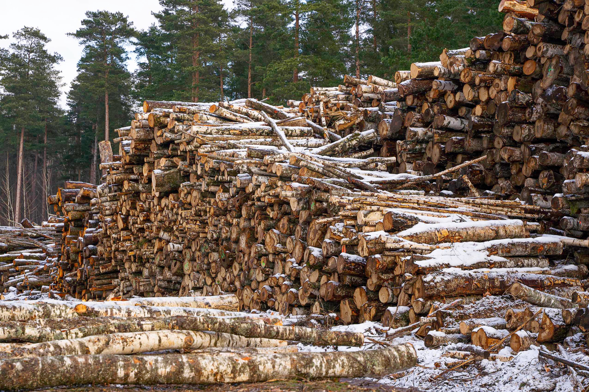 Apaļkoku kaudzes Tervete Wood pagalmā