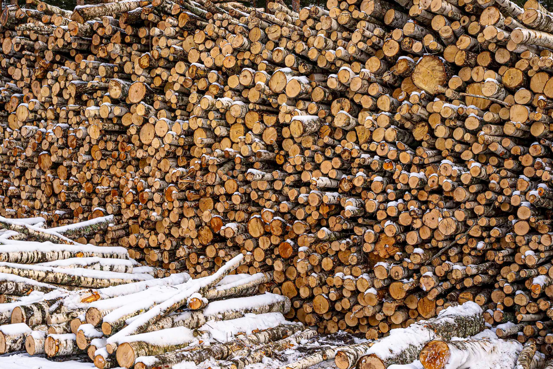 Round birch timber stacked at the Tervete Wood log yard